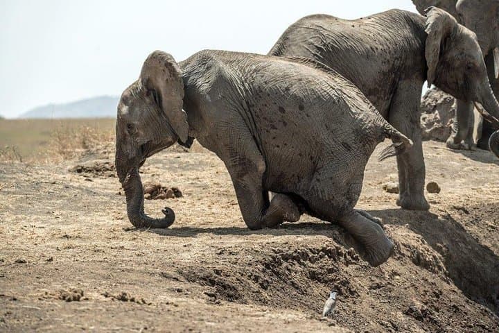 3-Day Private Masai Mara Safari: Big Five & Great Migration Mid-Range Experience photo 4