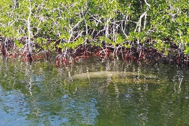 Florida Keys Eco Boat Tour in Key Largo — Dolphins & Manatees & Coastal Ecology photo 3