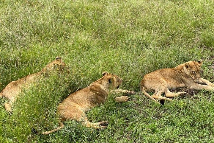 Explore Nairobi National Park and Giraffe Centre: A Safari Adventure Near the City photo 2
