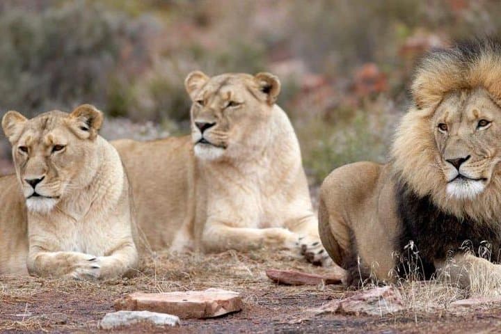 Karoo Day Safari from Cape Town: Big Five Game Drive Experience