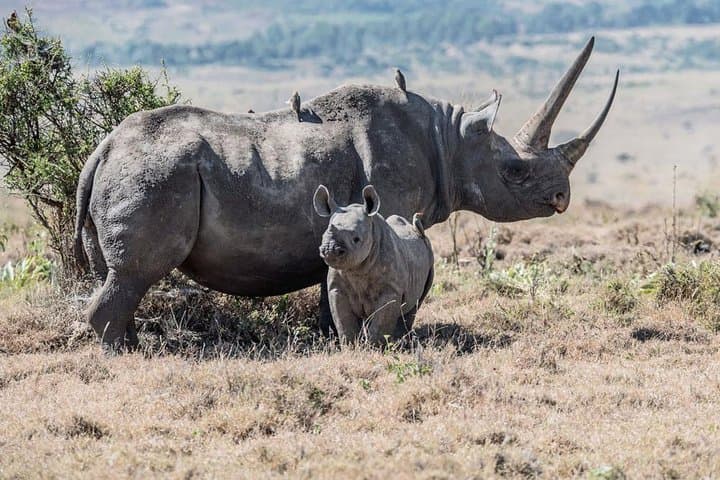 Karoo Day Safari from Cape Town: Big Five Game Drive Experience photo 2
