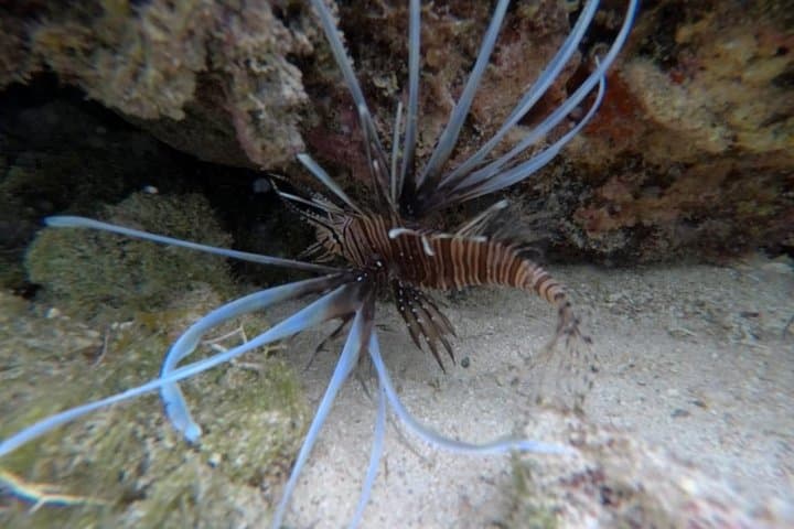 Power Snorkel Cozumel: Sea Scooters, Reefs & Tequila Tasting photo 2