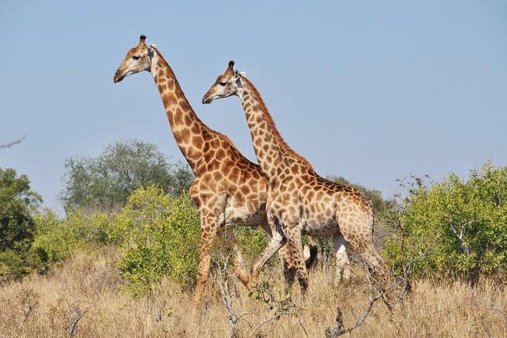 Karoo Day Safari from Cape Town: Big Five Game Drive Experience photo 3