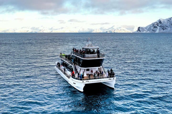 Silent Hybrid-Electric Whale Watching from Tromsø: Arctic Whale Safaris photo 6
