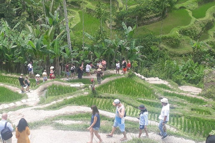 Ubud Romantic Floating Brunch — Tegalalang Rice Terrace, Jungle Swing & Coffee Farm Day Tour photo 5