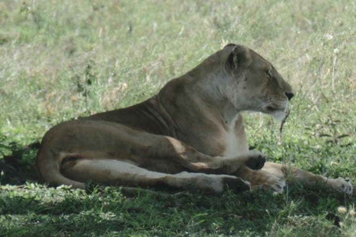 Northern Tanzania Luxury: 6-Day North Circuit Safari in Serengeti, Ngorongoro & Lake Natron