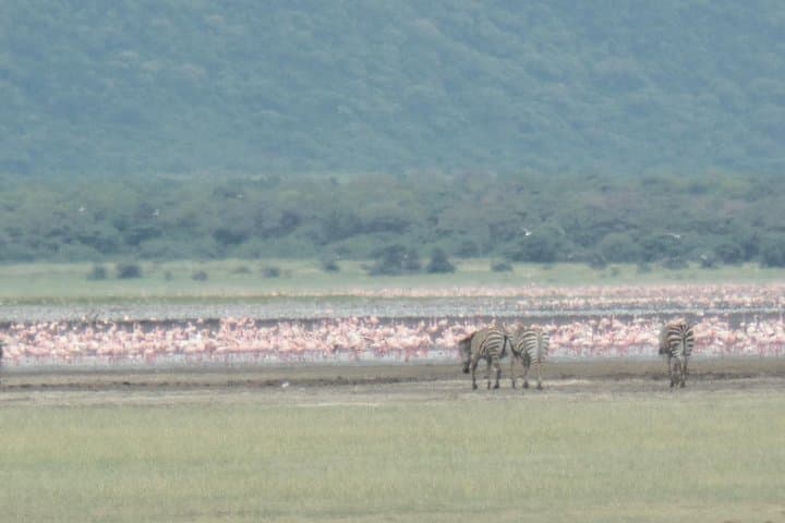 Northern Tanzania Luxury: 6-Day North Circuit Safari in Serengeti, Ngorongoro & Lake Natron photo 2