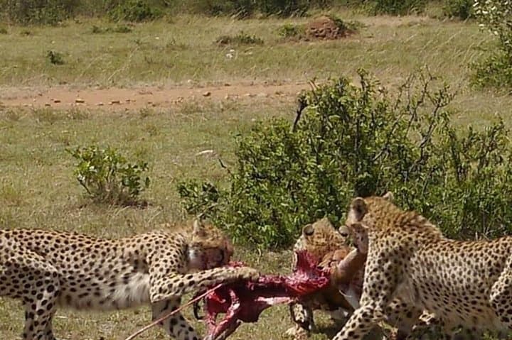 12-Day Kenya Wildlife Photographic Safari — Masai Mara, Nakuru, Samburu & Ol Pejeta photo 4