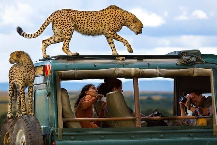 12-Day Kenya Wildlife Photographic Safari — Masai Mara, Nakuru, Samburu & Ol Pejeta