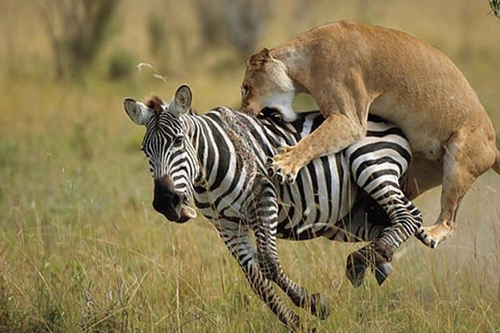 12-Day Kenya Wildlife Photographic Safari — Masai Mara, Nakuru, Samburu & Ol Pejeta photo 5