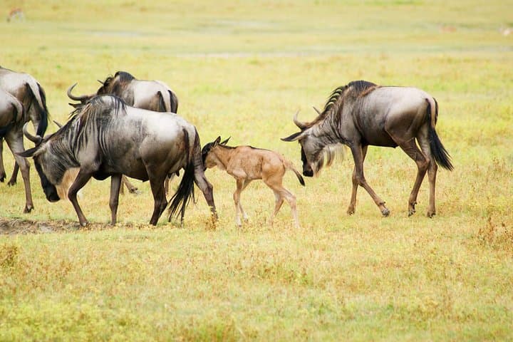 6-Day Northern Tanzania Luxury Safari: Serengeti, Ngorongoro & Lake Natron photo 6