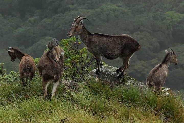 Kerala 5-Day Munnar, Thekkady & Alleppey Tour with Private Houseboat photo 3