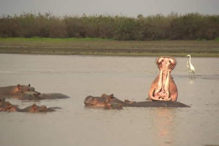 Chobe Day Trip: River Cruise and Big Five Safari from Kasane photo 2