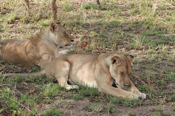 Chobe Day Trip: River Cruise and Big Five Safari from Kasane