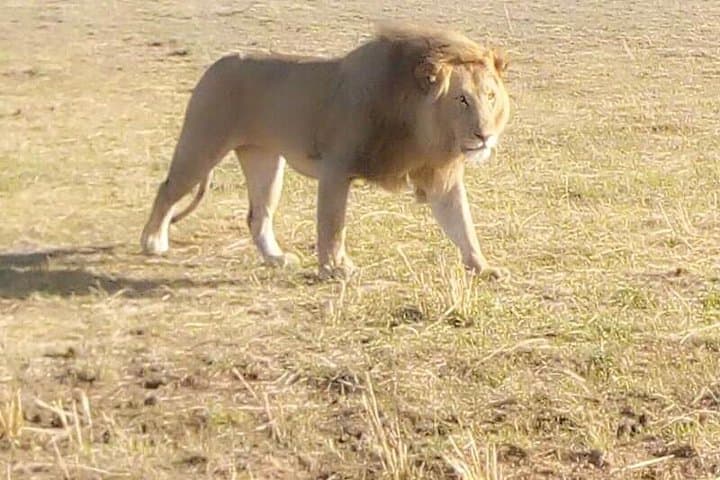 Chobe Day Trip: River Cruise and Big Five Safari from Kasane photo 3