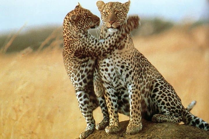 6-Day Northern Tanzania Luxury Safari: Serengeti, Ngorongoro & Lake Natron photo 2