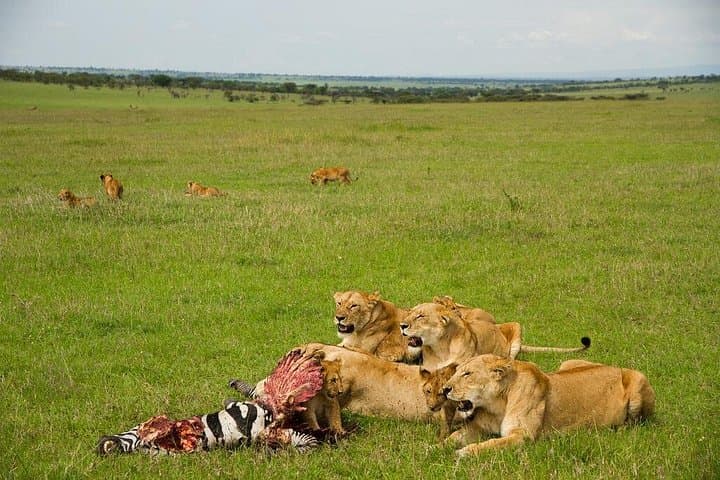7-Day Lewa & Maasai Mara Luxury Safari — Private Conservancies, Big Five & Scenic Flights photo 1