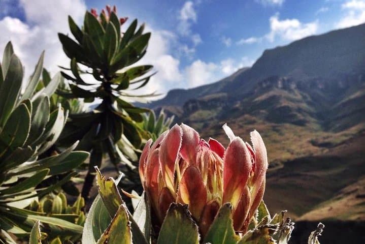 Sani Pass 4x4 Tour from Durban to Lesotho's Highest Pub photo 6