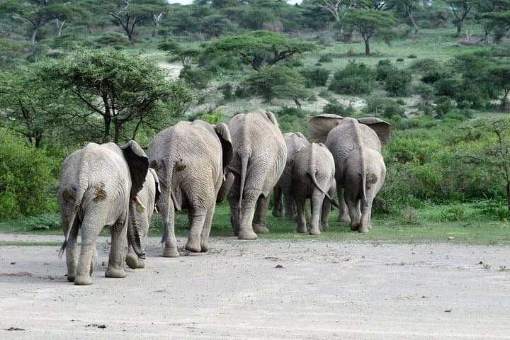 Rift Valley to Masai Mara: 6-Day Christmas & New Year Safari photo 2