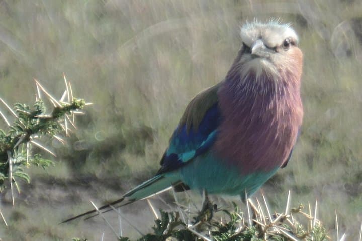 8-Day Kenya Birdwatching Safari: Samburu, Mt. Kenya & Rift Valley