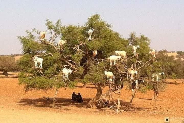 Day Trip to Essaouira from Marrakech — Argan Trees, Atlantic Breezes & Fresh Seafood photo 3