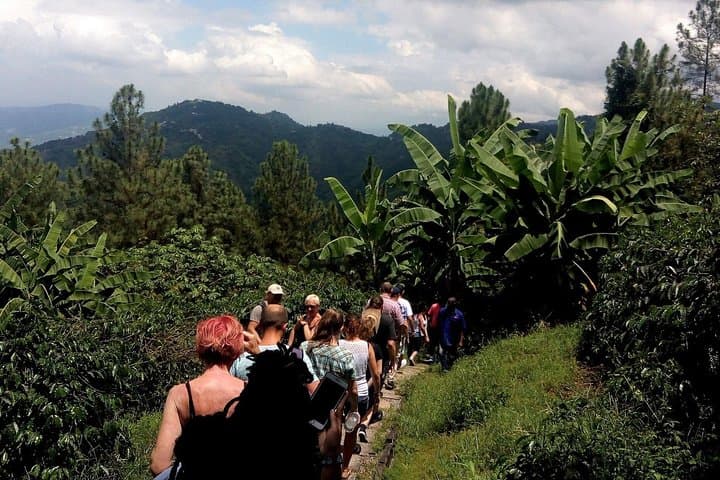 Craighton Blue Mountain Coffee Tasting & Farm Tour — From Port Royal