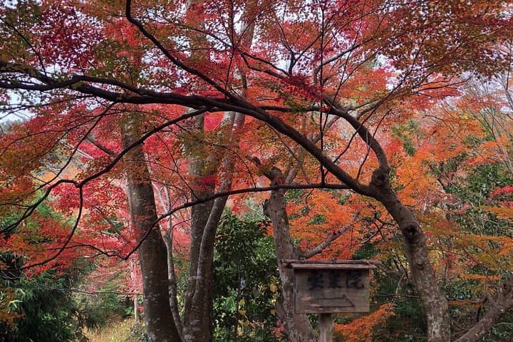 Private Car Tour in Kyoto: Personalized Half-Day to Full-Day City Highlights photo 3
