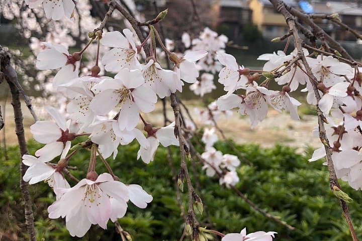 Private Car Tour in Kyoto: Personalized Half-Day to Full-Day City Highlights photo 4