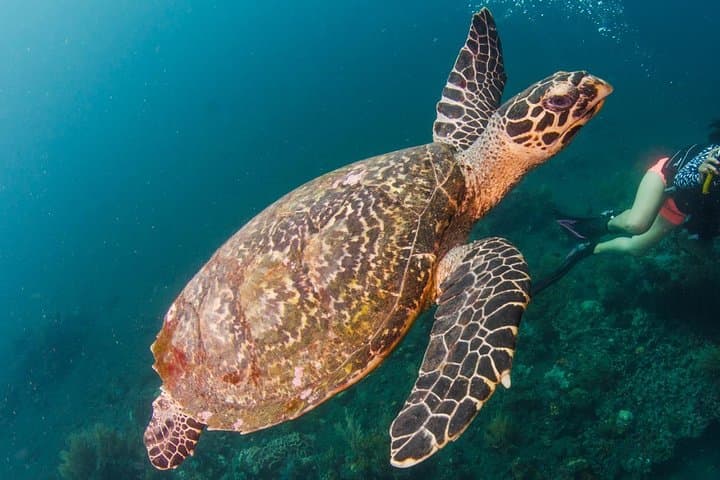 Beginner Scuba in Bali: Tulamben Liberty Wreck Day Dive photo 2