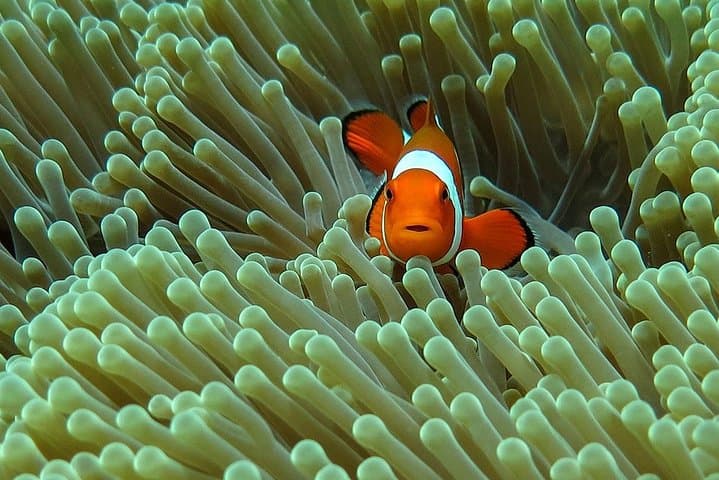 Beginner Scuba in Bali: Tulamben Liberty Wreck Day Dive photo 4