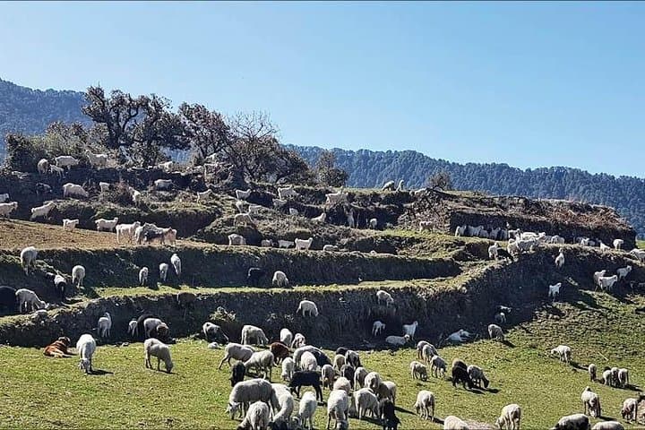 Nag Tibba Trek: 2-Day Summit Camp to Himalayan Panoramas photo 3