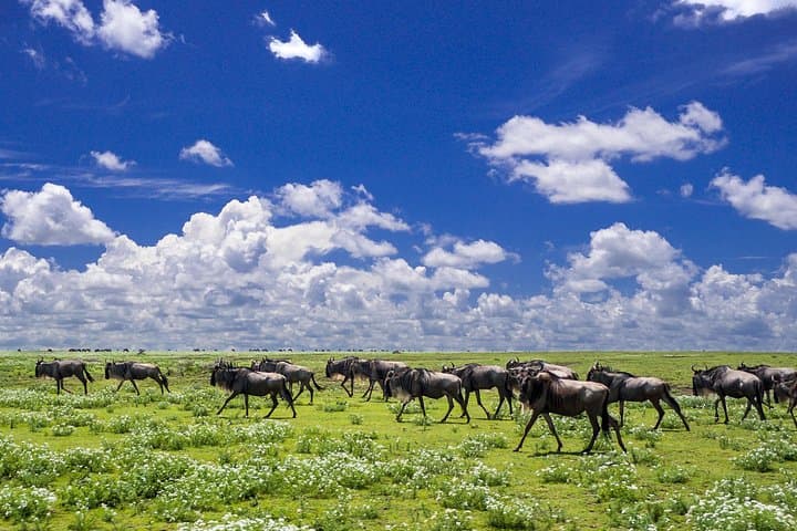 Rift Valley to Masai Mara: 6-Day Christmas & New Year Safari photo 1
