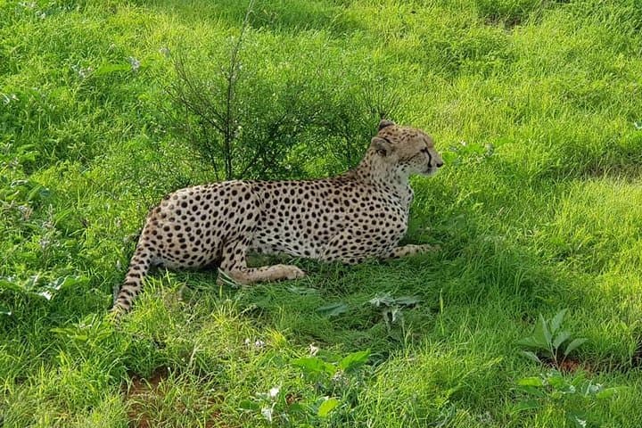 2-Day Tsavo East Safari from Voi — Big Five Game Drives & Lodge Stay photo 2