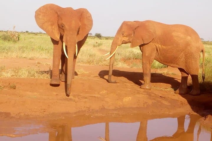 2-Day Tsavo East Safari from Voi — Big Five Game Drives & Lodge Stay photo 1