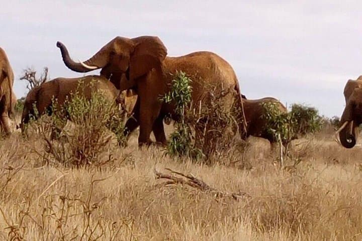 2-Day Tsavo East Safari from Voi — Big Five Game Drives & Lodge Stay photo 3