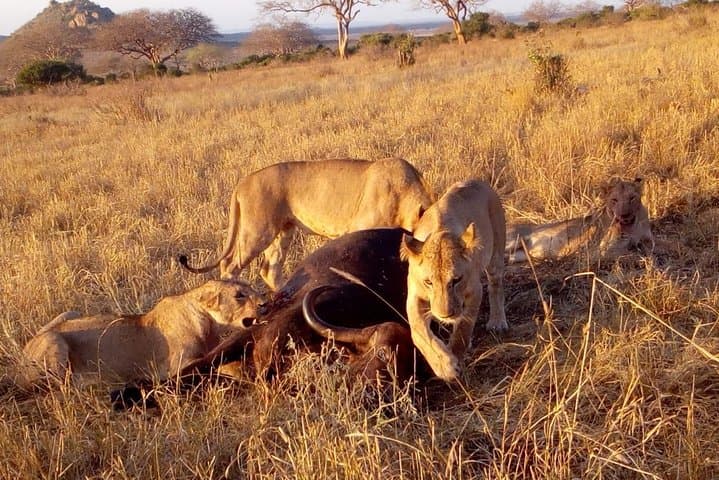 2-Day Tsavo East Safari from Voi — Big Five Game Drives & Lodge Stay photo 4