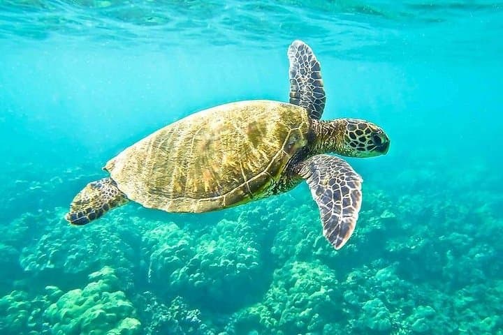 Dolphin Island Boat Tour from Side — Swim, Snorkel & Foam Party on a Gulet photo 4