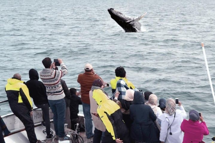 Luxury Whale Watching Yacht Cruise from Reykjavik Old Harbor photo 4