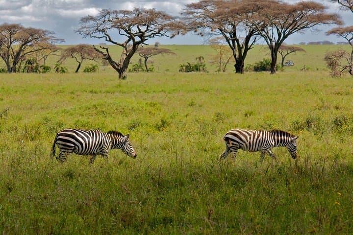 6-Day Northern Tanzania Luxury Safari: Serengeti, Ngorongoro & Lake Natron photo 3