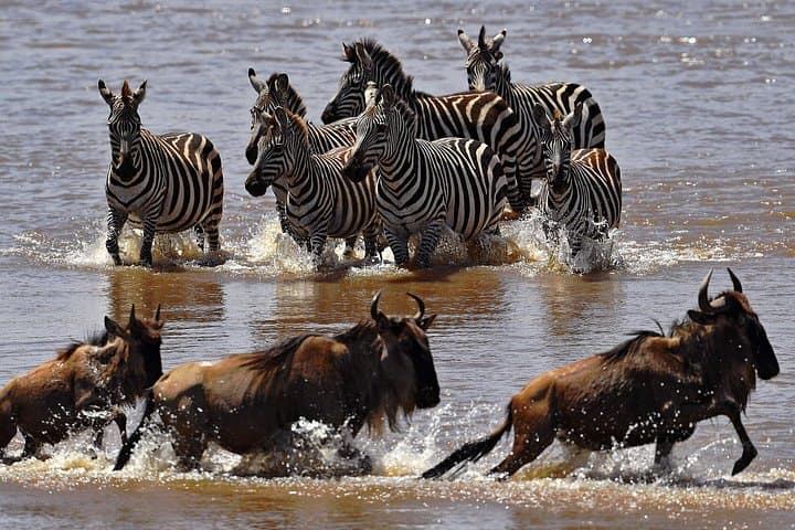 Inside the Maasai Mara: 3-Day Air Safari to Hippo Pools and the Great Migration photo 1