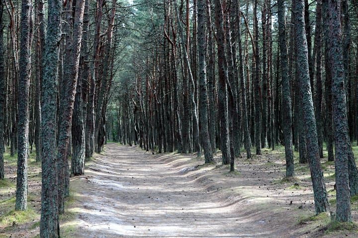 Curonian Spit Day Tour: Nida, Parnidzio Dune & Witch Mountain photo 5