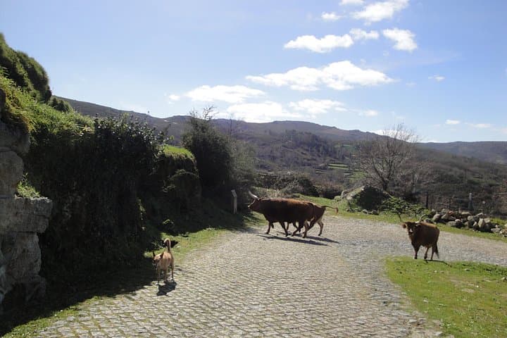 Peneda-Gerês National Park Amarela Cultural Day Tour from Braga photo 3