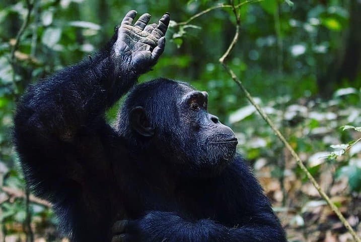 7-Day Uganda Safari: Gorilla & Chimpanzee Trekking with Murchison Falls Game Viewing photo 4