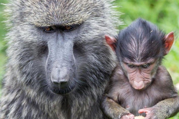 7-Day Uganda Safari: Gorilla & Chimpanzee Trekking with Murchison Falls Game Viewing photo 6