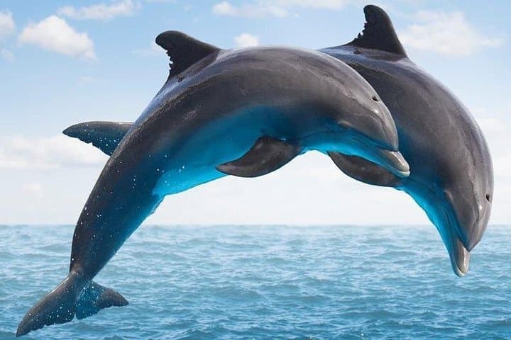 Dolphin Island Boat Tour from Side — Swim, Snorkel & Foam Party on a Gulet photo 2