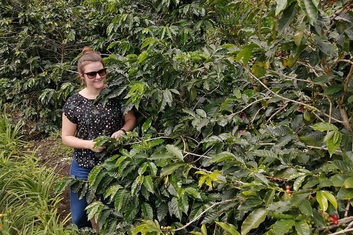 Boquete Specialty Coffee Tour: From Seed to Cupping at Bonita Springs photo 2