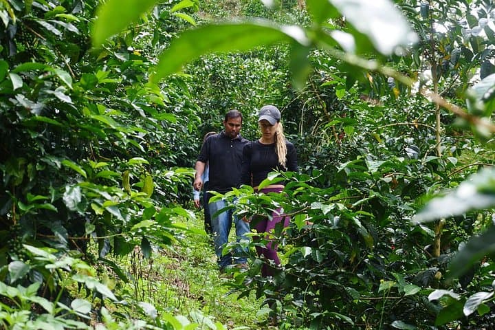 Boquete Specialty Coffee Tour: From Seed to Cupping at Bonita Springs photo 3