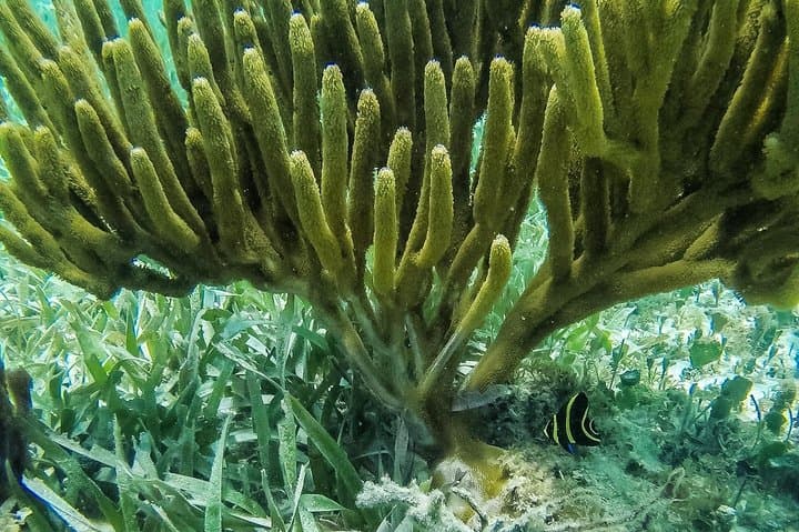 Drive a Speedboat and Snorkel Punta Nizuc: Solo Boat Adventure in Cancun photo 2