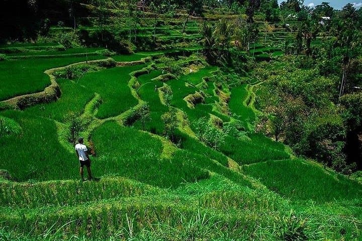 Tetebatu Rice Terraces & Waterfall Day Tour — Original Lombok Cultural Walk photo 1