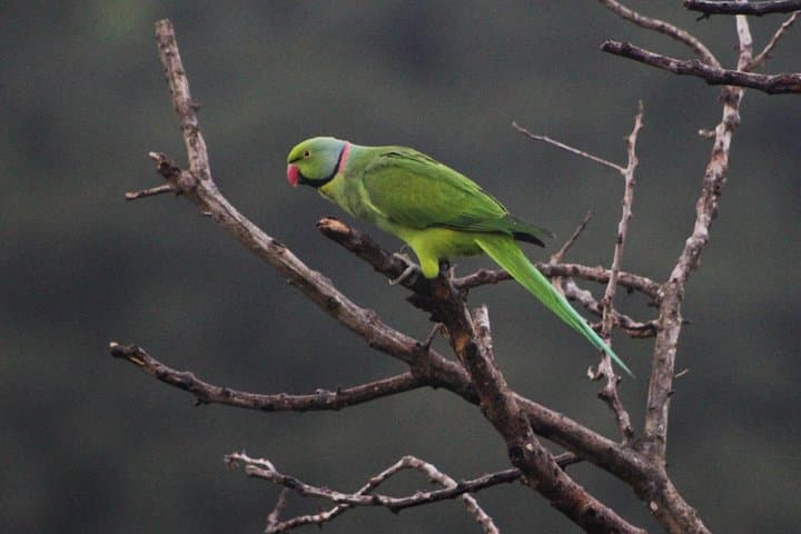Ebony Forest Chamarel: Guided Endemic Birdwatching Tour photo 4